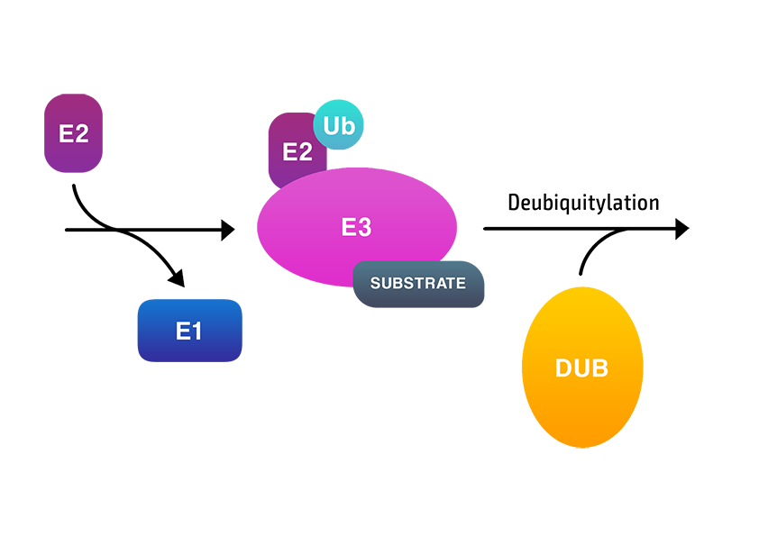 Image of the ubiquitylation pathway